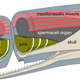 Illustration for article titled Why Would Evolution Favor These Insane Adaptations?